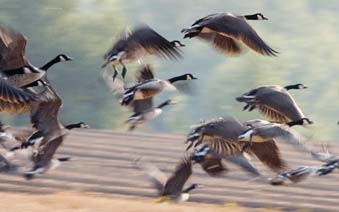Goose in the Water